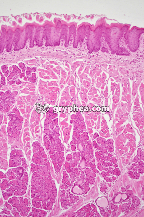 Langue papilles x40 - gryphea.org